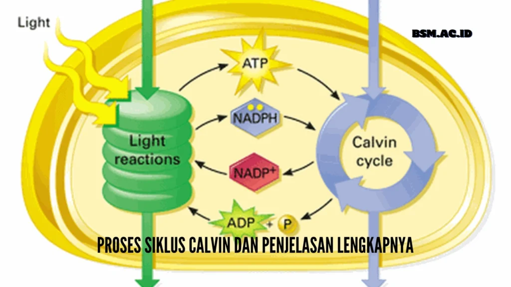 Proses-Siklus-Calvin